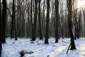 game of light and shadow in the winter forest