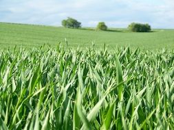 endless green field on a sunny day close up