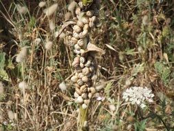 many brown snails on a plant