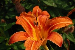 orange lily with long pestles close up