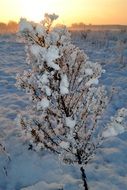 Snow covered small tree