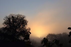 silhouettes of trees at sunrise