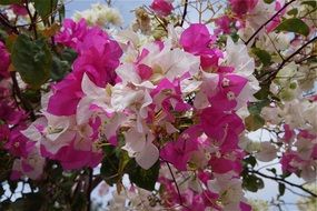 bougainvillea in spring