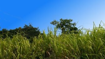incredibly pretty Flower Grass