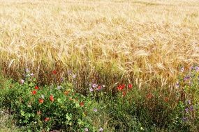 poppies near a wheat field, france