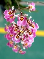 small pink flowers on a branch close-up