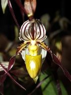 orchid in the play of light and shadow
