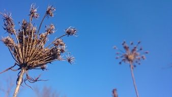 dry plant seeds against blue sky