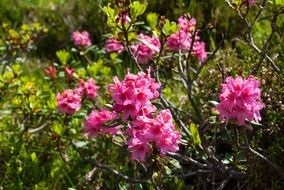 pink bloom of a alpine rose under the bright sun