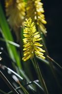 yellow flowers under the bright sun close up