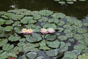 pond in pink water lilies