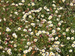 Flowers Daisies Prato