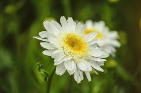 white gerberas in the flowerbed in the garden