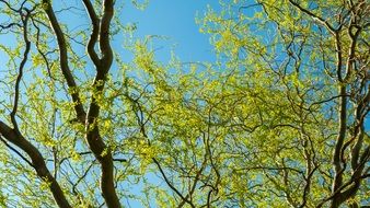 Tree Green Nature Macro