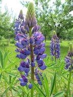 blue oblong flowers on a green field