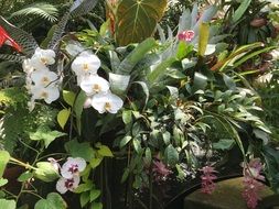 white orchids in the tropical garden