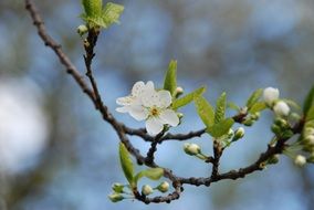 white flowers on a branch in the garden in spring