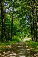 path in the play of light and shadow in the forest