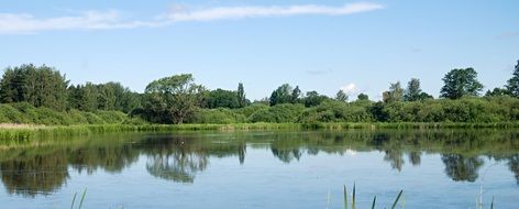 reflection of green bushes on the surface of a lake in South Bohemia
