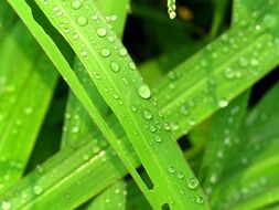 bright green oblong leaves in drops of water close-up