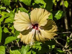 Beautiful, hibiscus like, yellow flower with green leaves in China