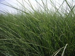 Close-up of the beautiful green grass on the meadow