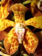 spotted orchid as a decoration