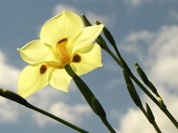 Yellow Flower Iris