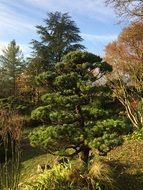 green tree on the hill