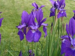 purple iris on a bed