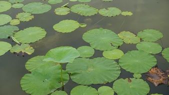 leaves of lotus on the water close-up