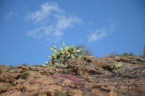 cactus in the mountains of sardinia