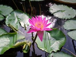 pink lotus on a pond with green leaves