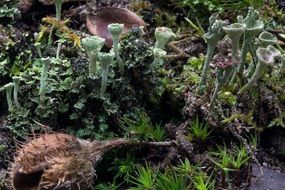 Macro Moss