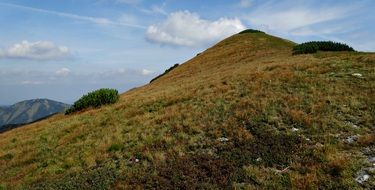 vegetation in the western tatras
