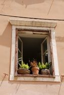 green plants in flower pots on the windowsill