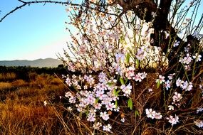 flowering almonds as a decoration of the landscape