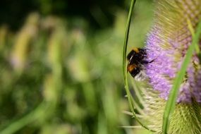 insect on dipsacus fullonum