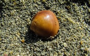 Shell Beach Sea Sand Nature