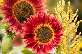 delightful Red sunFlower