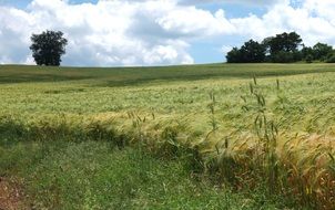 Italy Field Trees