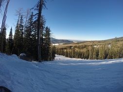 ski trace near winter forest