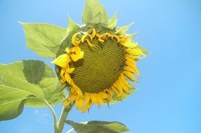 Beautiful yellow sunflower with green seeds at blue sky background