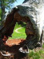 hole in a twisted big tree