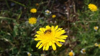 yellow dandelion among summer flowers on a blurred background