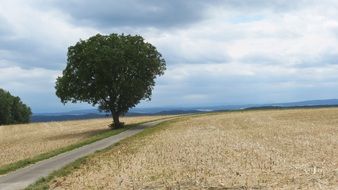 trail through fields along a tree