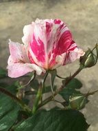 motley rose with buds on a bush close-up