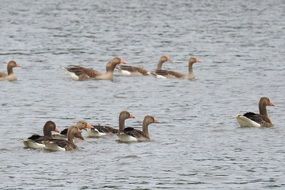grey geese on the lake