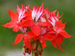 bright red geranium