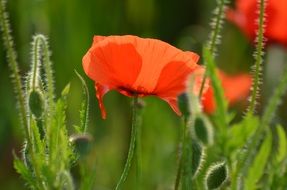 beautiful red poppies on the wild meadow